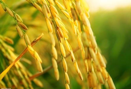 学佛的四个信心阶段?