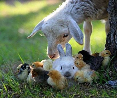 佛缘殊胜的善树师兄