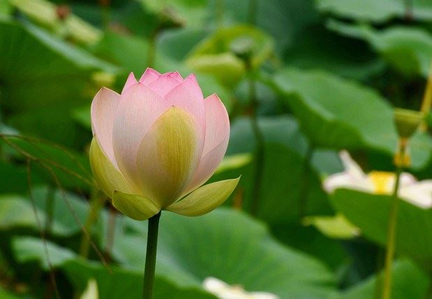 日光菩萨的圣号由来