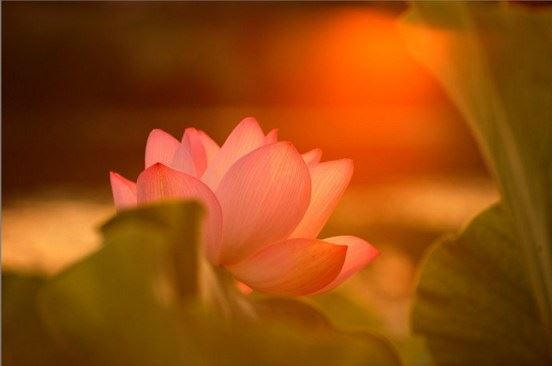 佛教为何不许吃荤辛