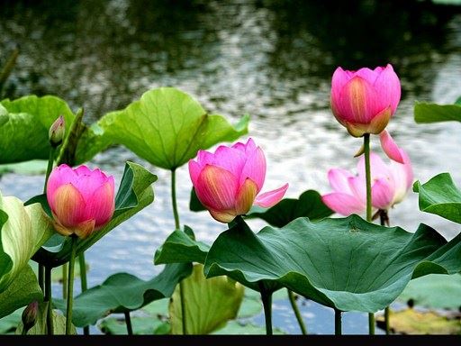 五百女子出家，佛陀立八敬法