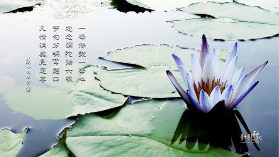 念佛时杂念不断，怎样摄心？