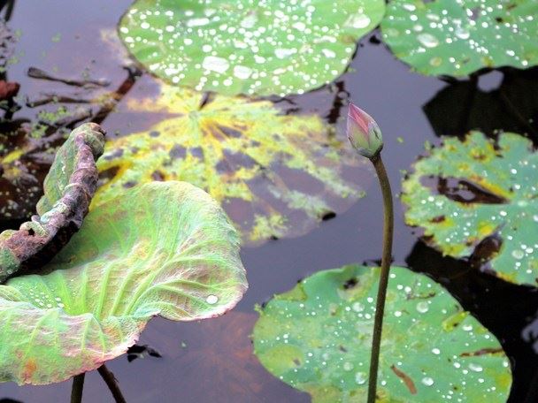 阿弥陀佛应该怎么念