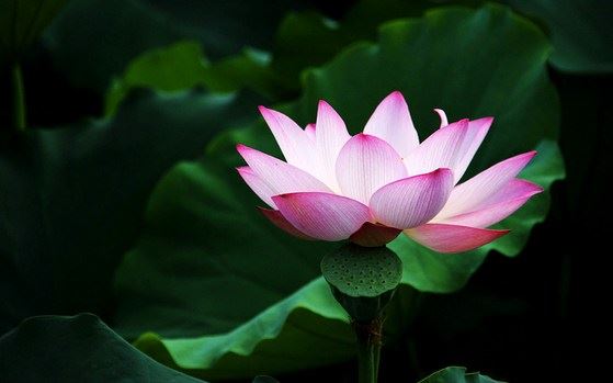 供养佛像和舍利的好处是什么？答案在此