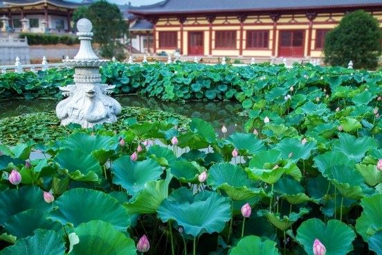 因上努力，果上随缘