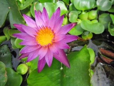 生起这两个念头最快速增长福慧！