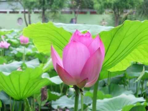 前世邪魔今世缠父拒孀妇感苍天
