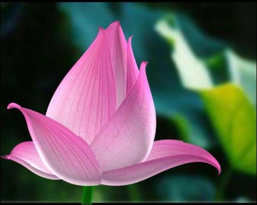 佛说：诵持大悲咒的十二个步骤和方法