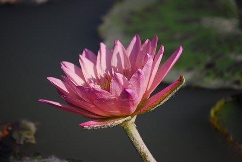 为什么要念南无阿弥陀佛