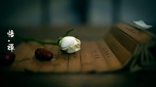 感恩伤害你的人