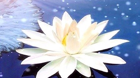 佛七圆满的关键是什么？