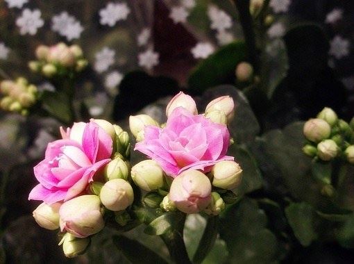 如何诵经，功德最大？