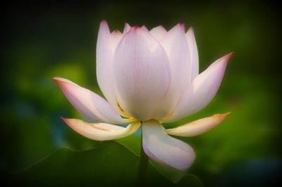 达真堪布：学佛也怕拖延症