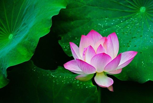 持诵、讲说《金刚经》不可思议的功德和感应