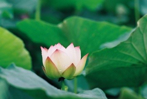 金钱滚滚的聚财佛咒，念一念，增加你的财运