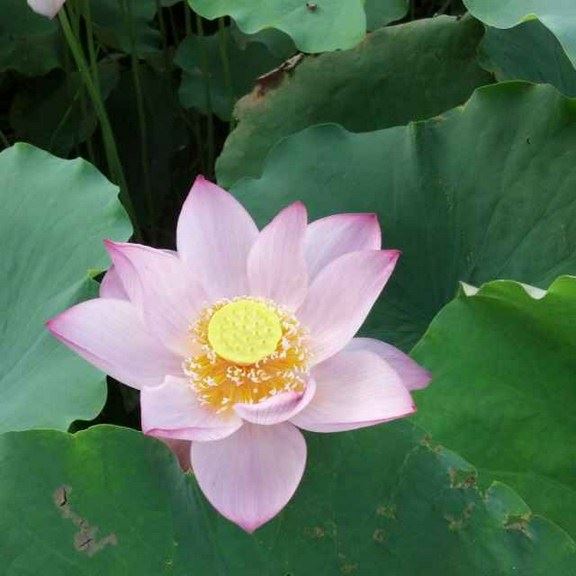 修行人的七条正思维