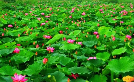 皈依后在家人就可以穿海青了吗