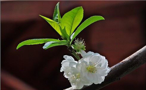 印光大师因果开示