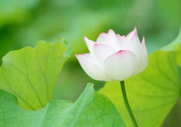 家中的佛像与香炉应怎样整理