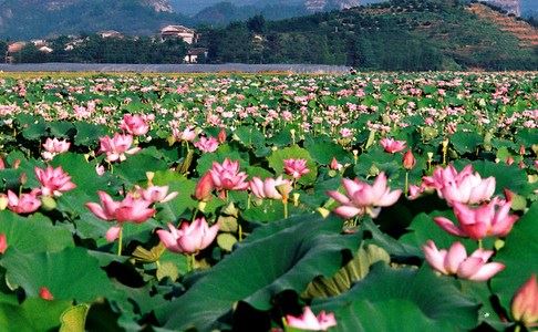 常识：如何正确地放生