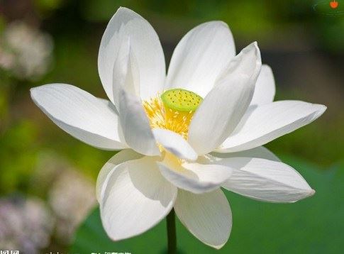 佛门敬僧的礼仪