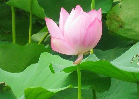 念佛时，“谁”在起“都摄六根”的主导作用？