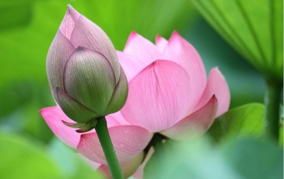 尊者降伏雪马达策山神的故事