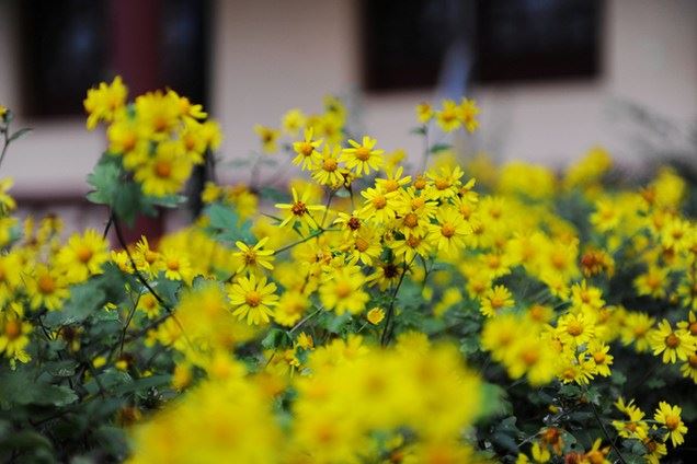 出家与在家有哪些不同？