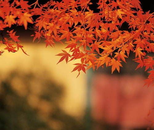 观音托梦妙龄女子揭秘大师神奇身世