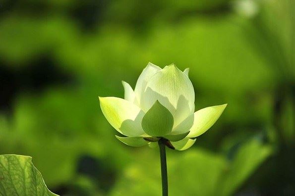 每一个生命的皈依，都是三宝大慈愍故