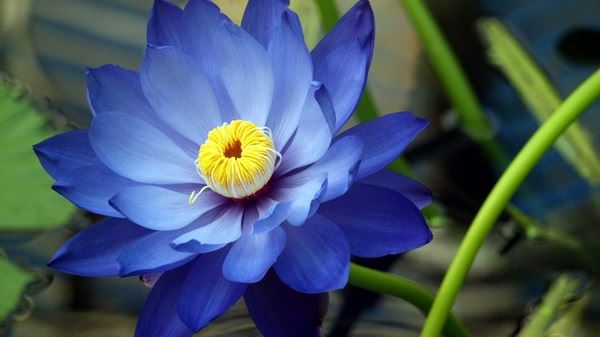 佛陀出家的过程和渊源的故事