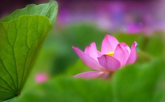 百年高僧之：八不梵衲道阶法师