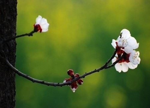 成佛从修菩提心开始