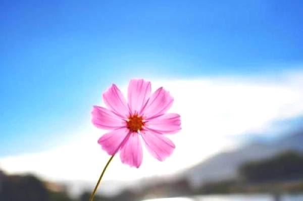 安然坐化的朱子桥将军与印光大师的因缘