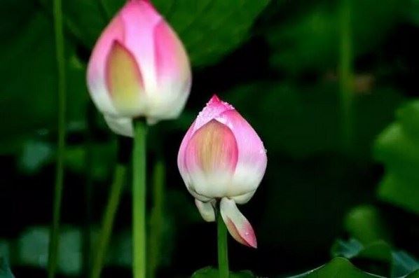 投资放生，回报惊人