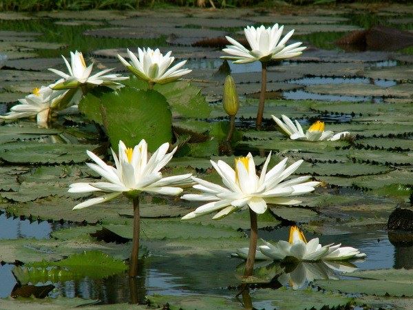 佛教提倡为死人烧纸吗？