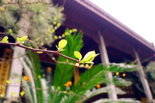 有加持力的米粒