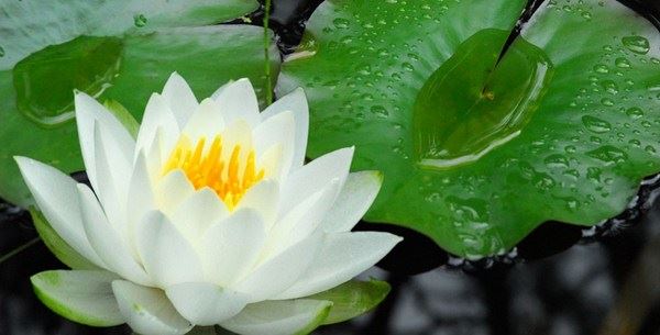 佛教的智慧和现代人学习的意义