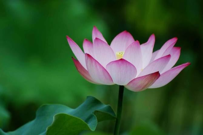 佛说：大成就者龙树菩萨的不凡身世