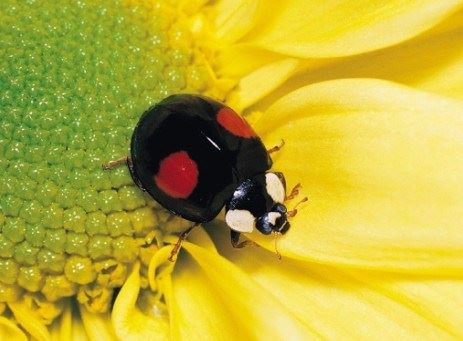 佛说：佛教八大地狱