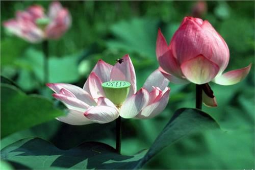 念经也是一种禅修