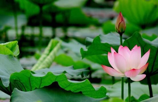 在家学佛供佛真的有那么多的禁忌吗？