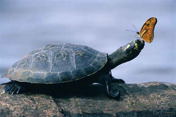 为什么要诵经忏悔念佛？