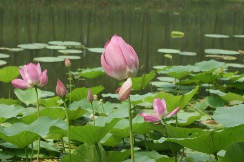 无常：所有修行中最殊胜的修行方法