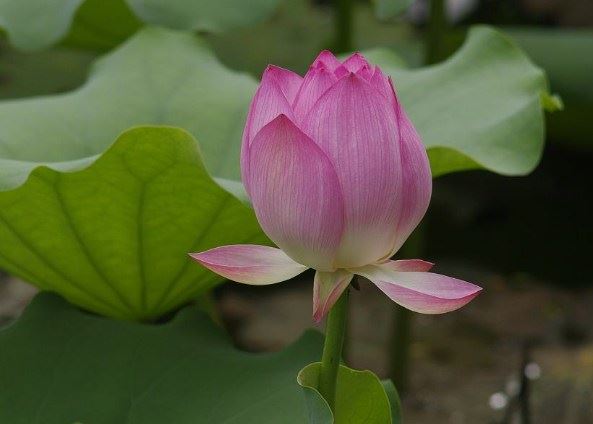 “西天二十八祖”分别指谁？
