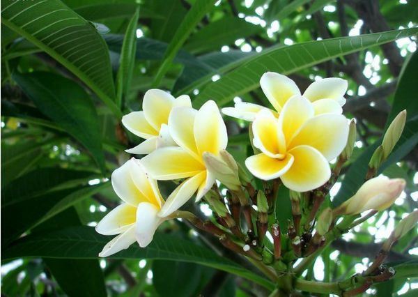 高僧告诉你修身养性的秘诀