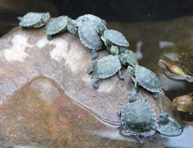 没有信心，学佛的道路就不会走的长远