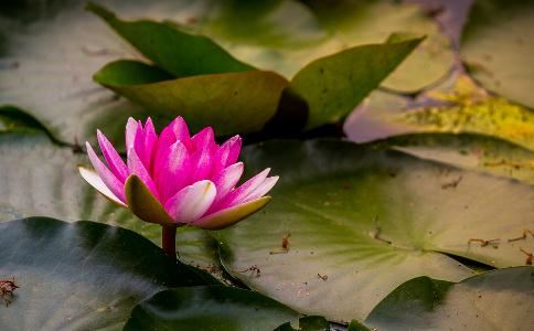 放生与杀生究竟对我们身体能量磁场有何影响?