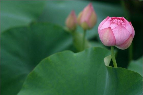 流水拯救万条鱼