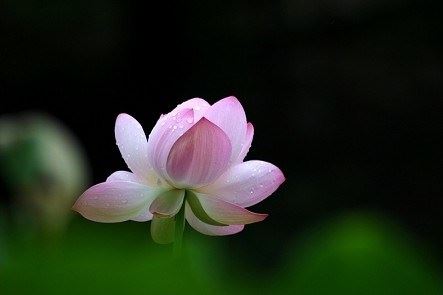 达真堪布：什么叫破迷开悟？